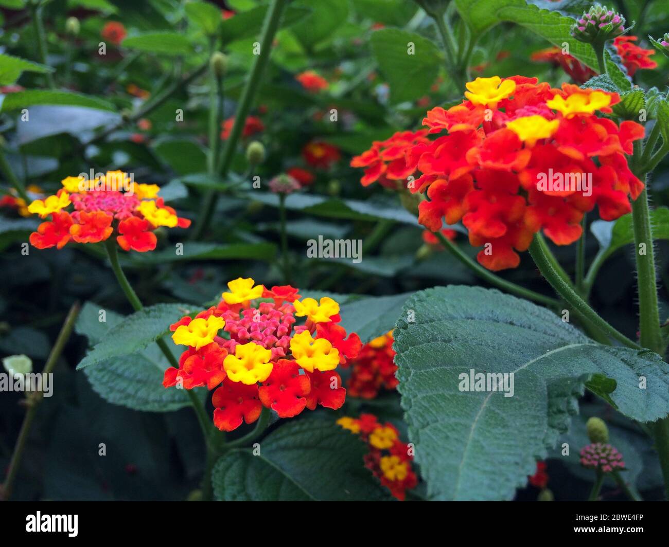 colorful flowers of  Verbene are blossomed in the garden. Red and yellow flowers of Verbena hybrida. Stock Photo