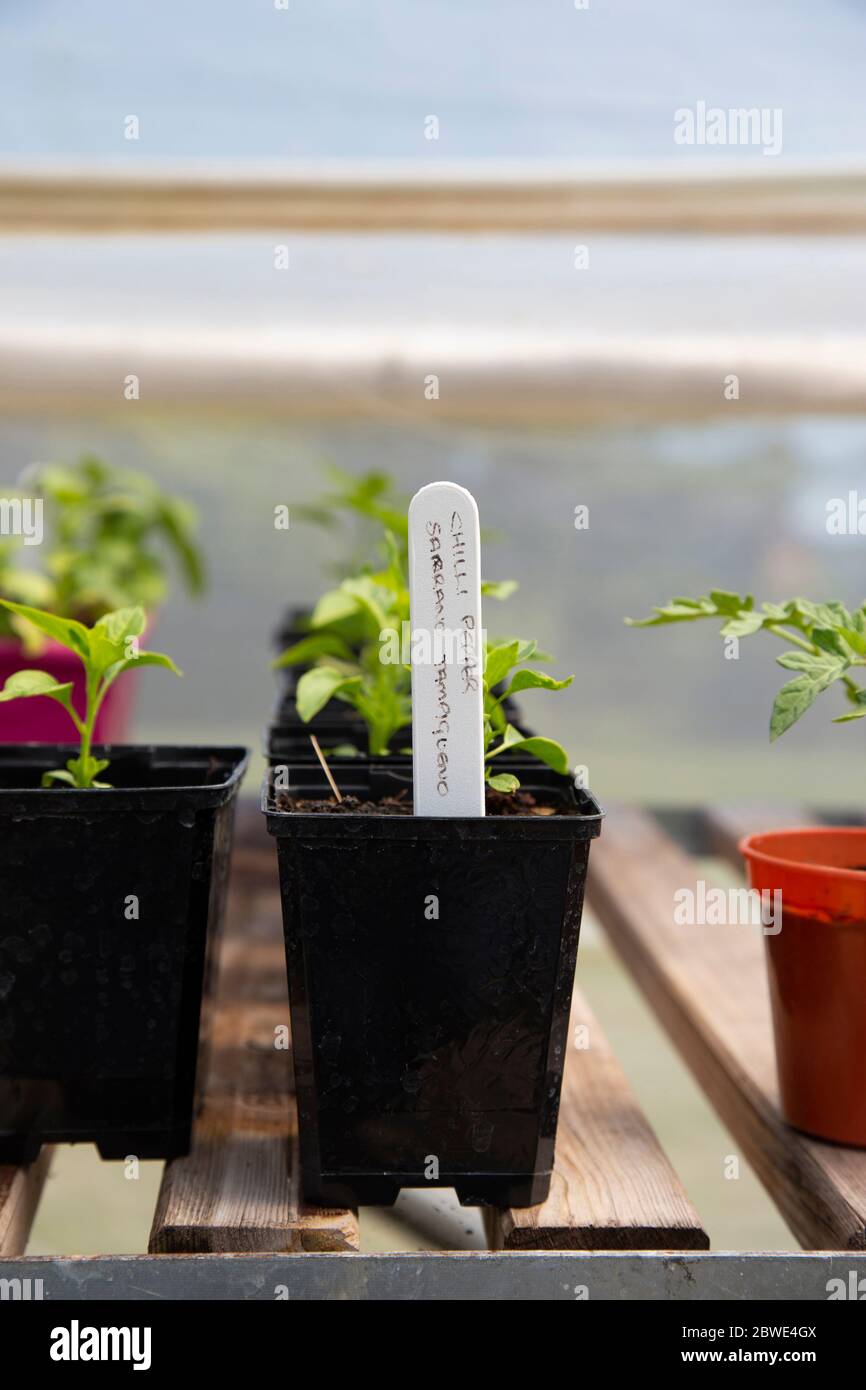 Young chilli pepper, Serrano Tampiqueno variety, growing in pots on a shelf in a polytunnel.  Grow your own concept Stock Photo