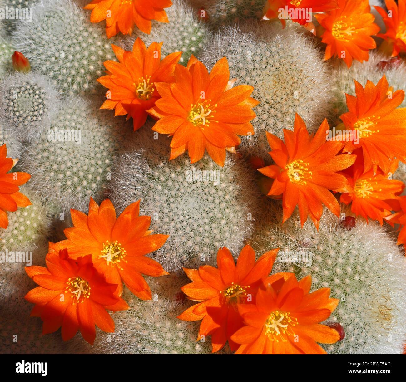 A view of the flowers of Rebutia Amber, a Barrel cacti, in a conservatory in Hellesdon, Norfolk, England, United Kingdom, Europe. Stock Photo