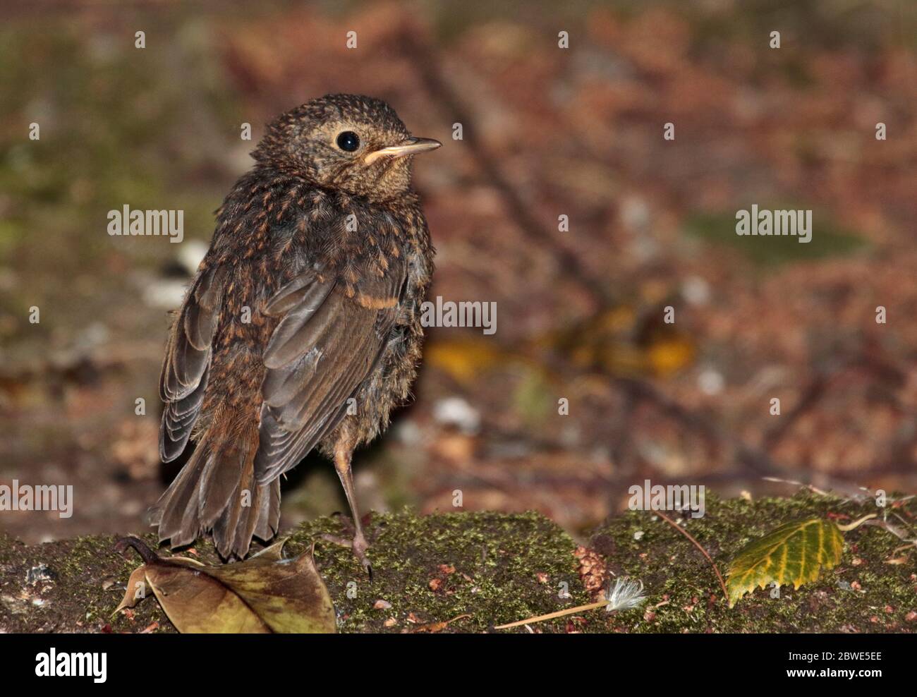 European Robin Fledgling (erithacus rubecula) Stock Photo