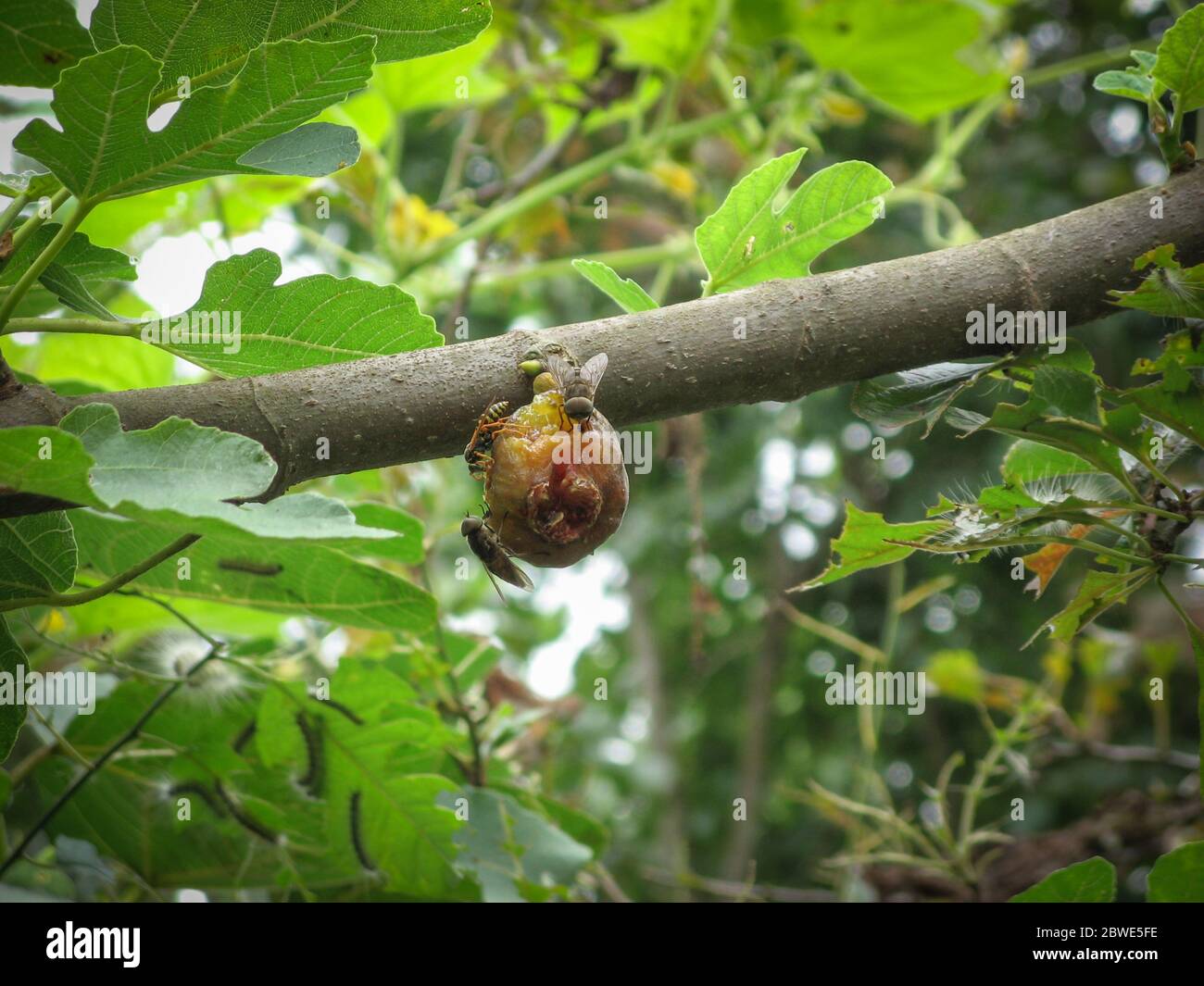 Bees And Flies on the ripe fig with green leaves background. A closeup of wasps and bees eating