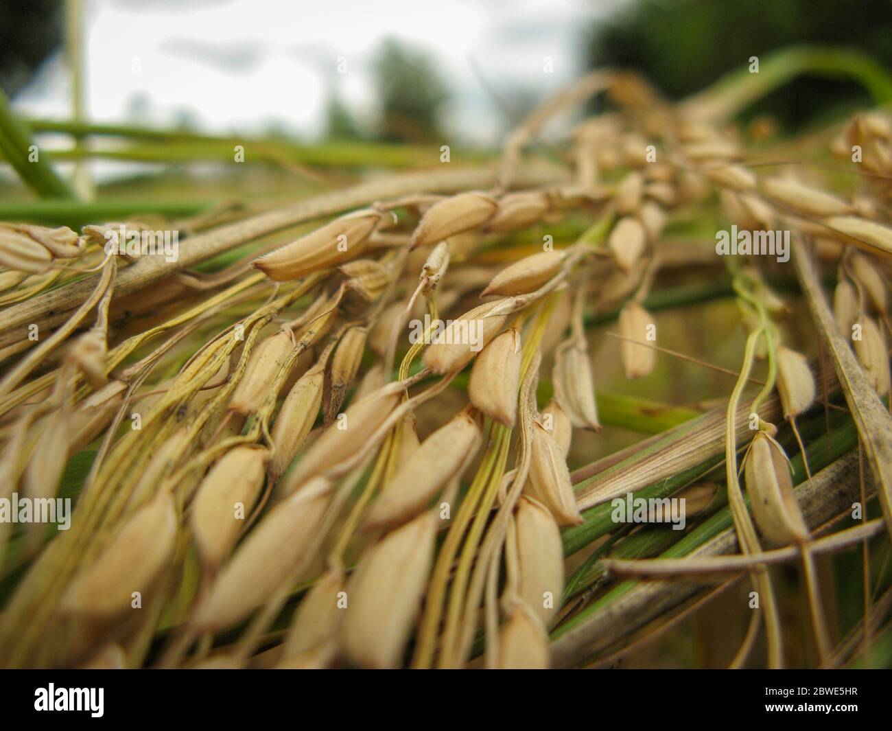 Blurred Rice Harvesting ripe rice ears on field. Close up of drying ripe rice ears ...