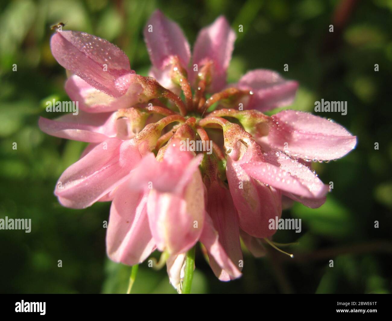 The Clover