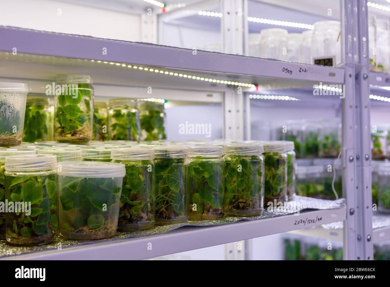 Growing paulownia plants under sterile conditions. Micropropagation of