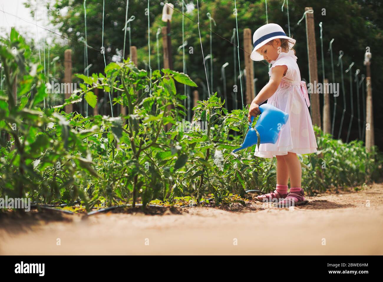 Llittle girl gardener watering  tomatoes in green garden. Horticulture. Stock Photo