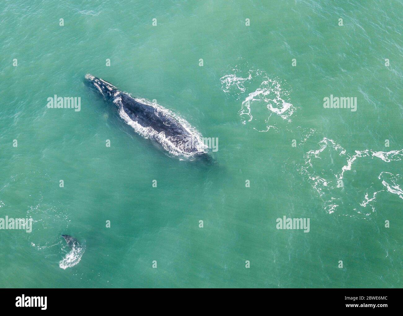 Imbituba - SC, 09/07/2019 - Baleias francas avistadas em Imbituba, Santa Catarina.. Foto: Eduardo Valente/iShoot (Foto: Eduardo Valente/iShoot/Alamy) Stock Photo