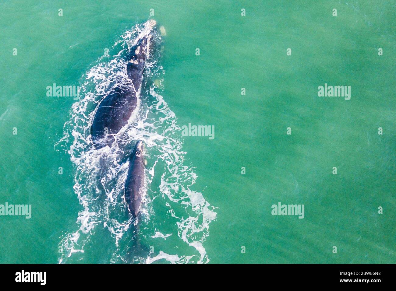 Imbituba - SC, 09/07/2019 - Baleias francas avistadas em Imbituba, Santa Catarina.. Foto: Eduardo Valente/iShoot (Foto: Eduardo Valente/iShoot/Alamy) Stock Photo