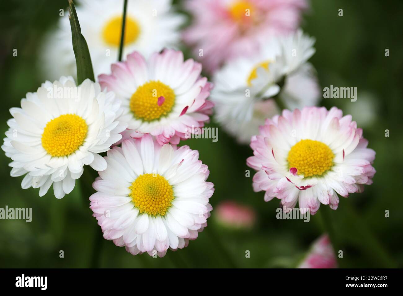 White and pink daisy flowers in green grass, floral background. Marguerites on flowerbed in summer, beauty of nature Stock Photo