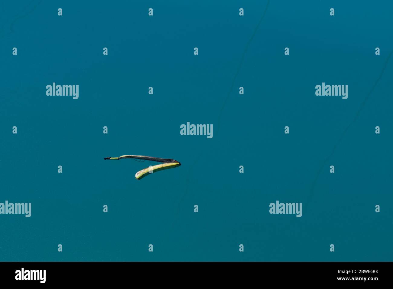 A discarded banana skin floats on the water's surface because someone is too lazy to dispose of their waste properly. Stock Photo