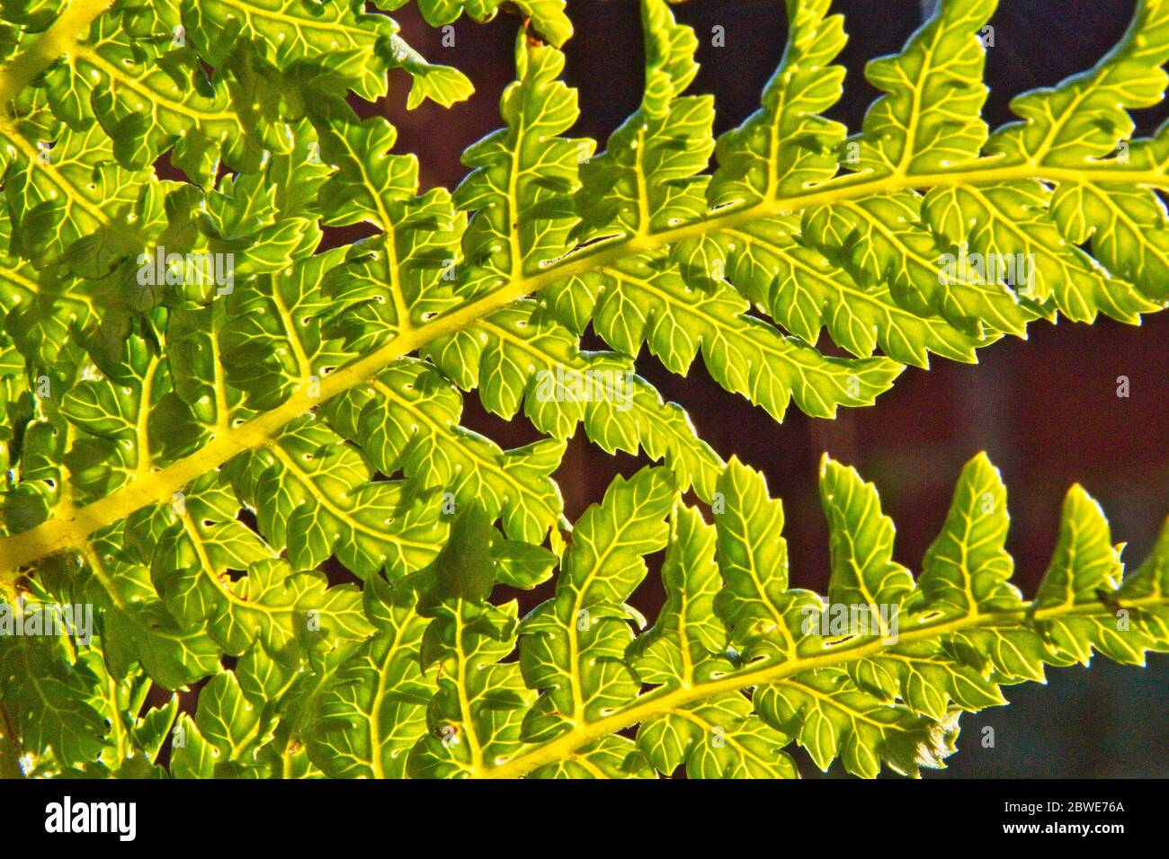Tasmanian tree fern hires stock photography and images Alamy