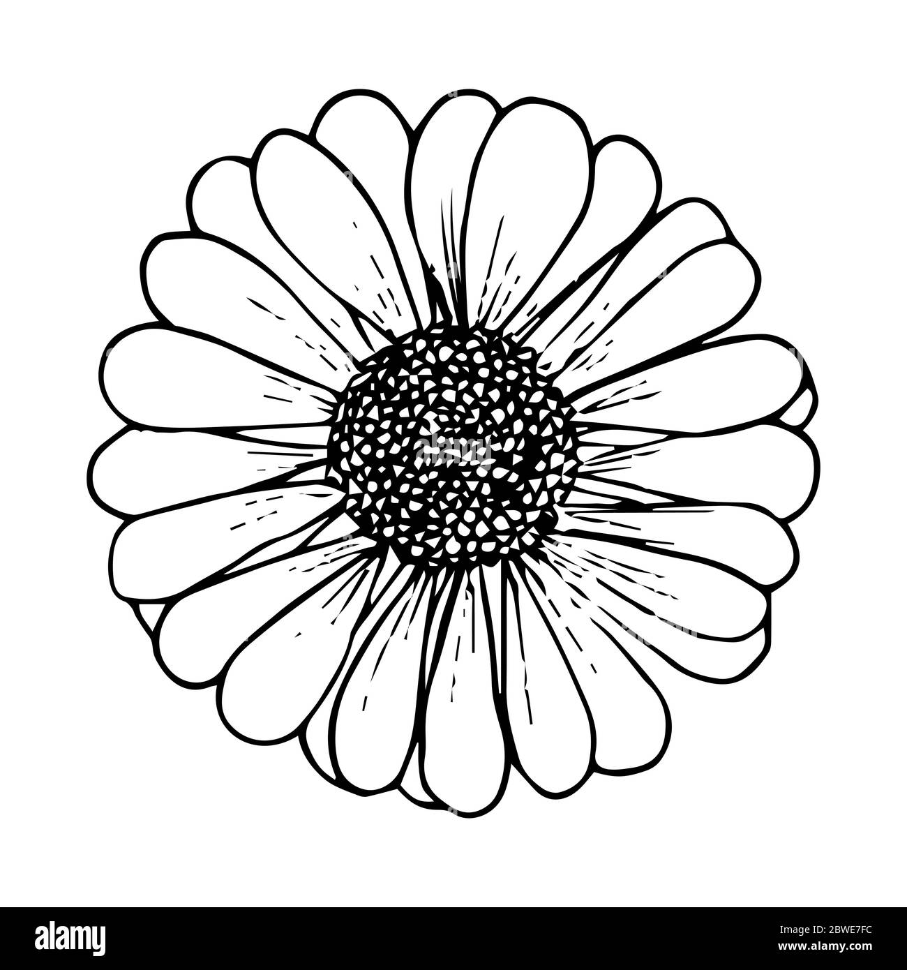 Download this stock vector: Daisy flower black outline drawing isolated on ...