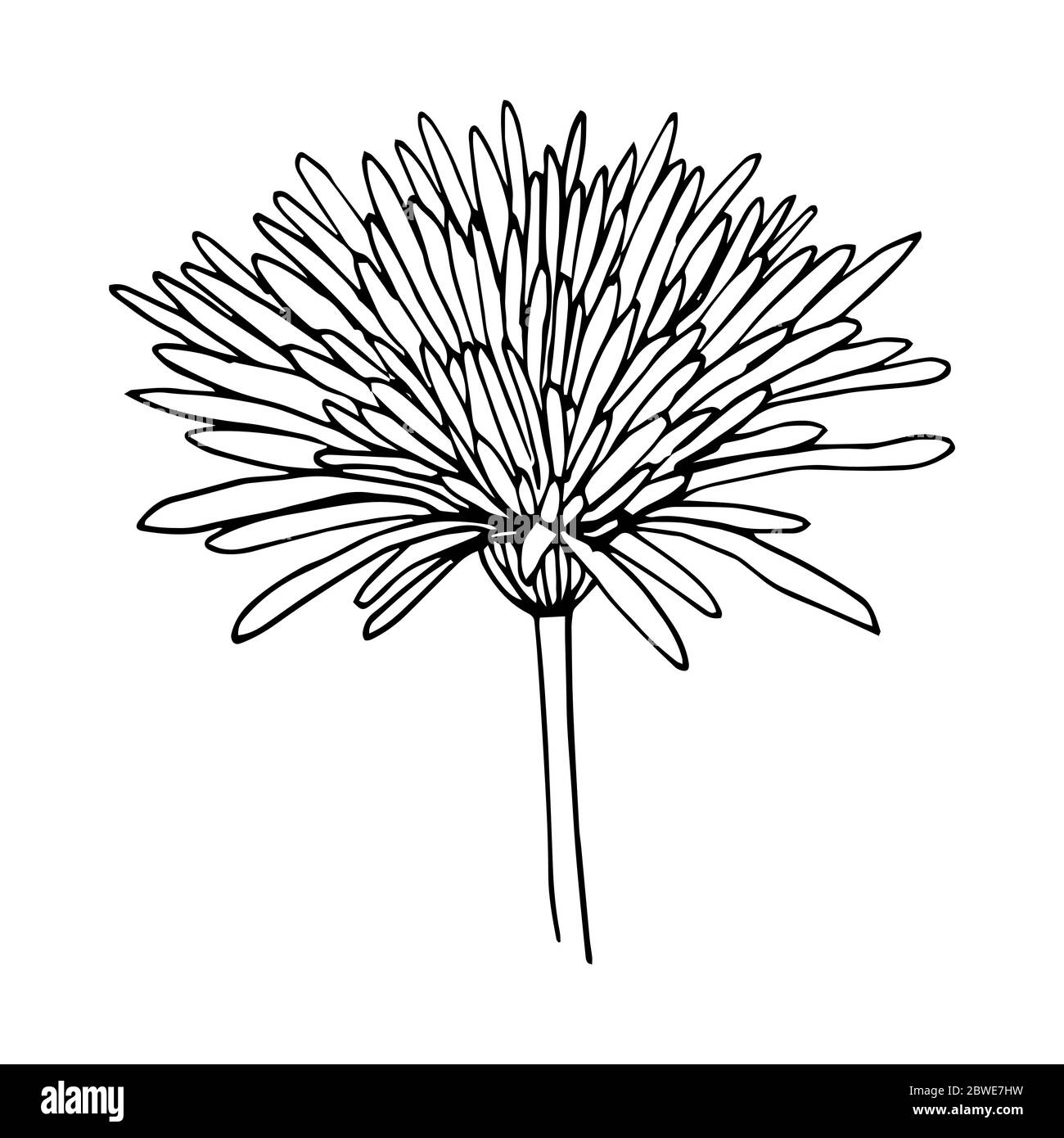 Chrysanthemum variety Anabel side view black outline isolated on white background, stock vector illustration for design and decor, prints, logo, stick Stock Vector