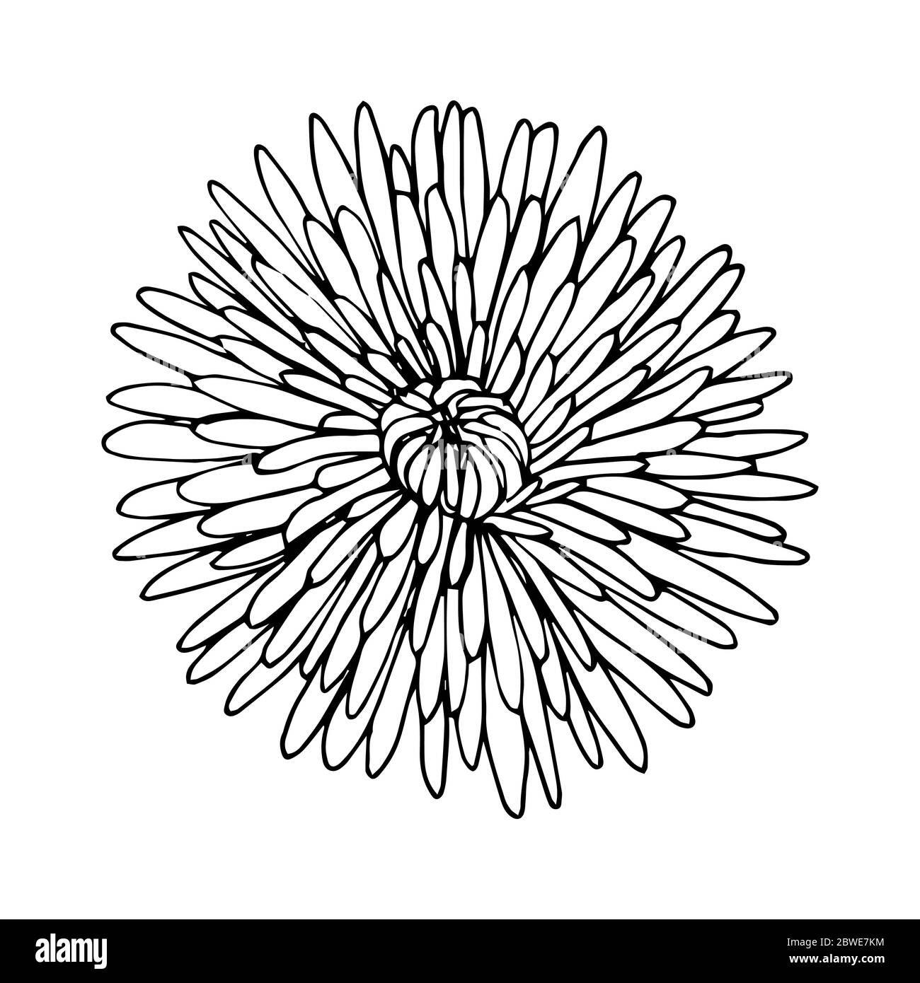Chrysanthemum variety Anabel top view black outline isolated on white background, stock vector illustration for design and decor, prints, logo, sticke Stock Vector