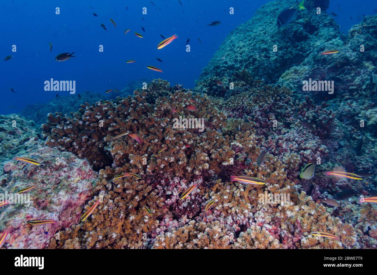 Stony coral, Pocillopora elegans, Pocilloporidae, Coiba National Park, Panama, West Pacific Ocean Stock Photo