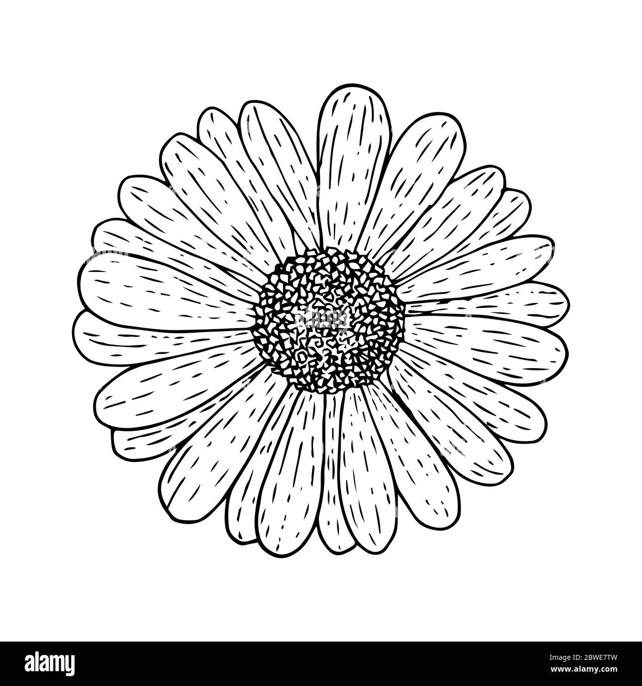 Chrysanthemum flower top view, black outline isolated on white background, stock vector illustration for design and decoration, tattoo, print, logo, c Stock Vector