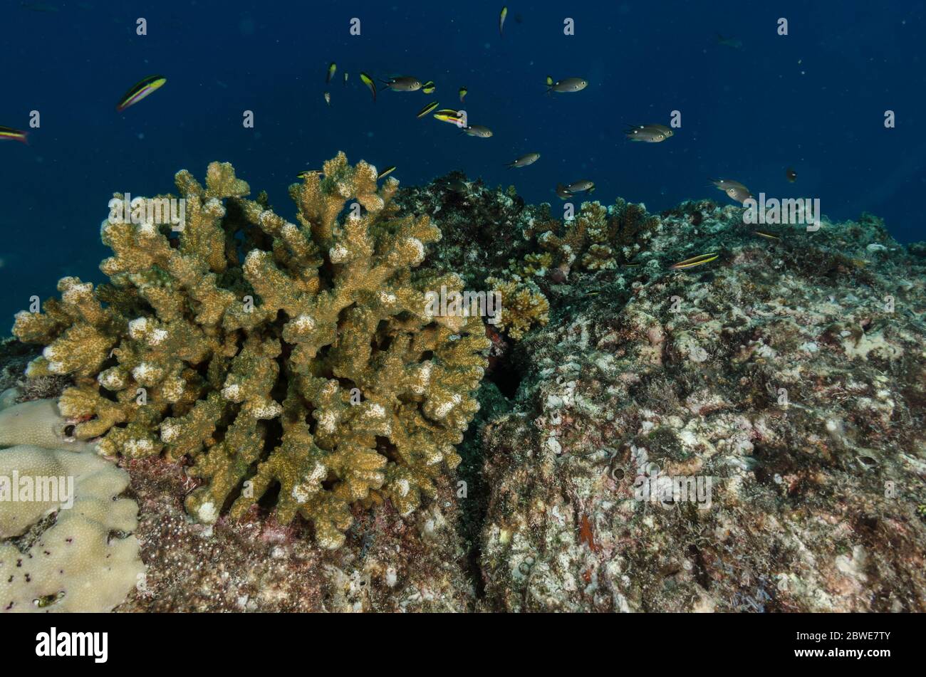 Stony coral, Pocillopora elegans, Pocilloporidae, Coiba National Park, Panama, West Pacific Ocean Stock Photo