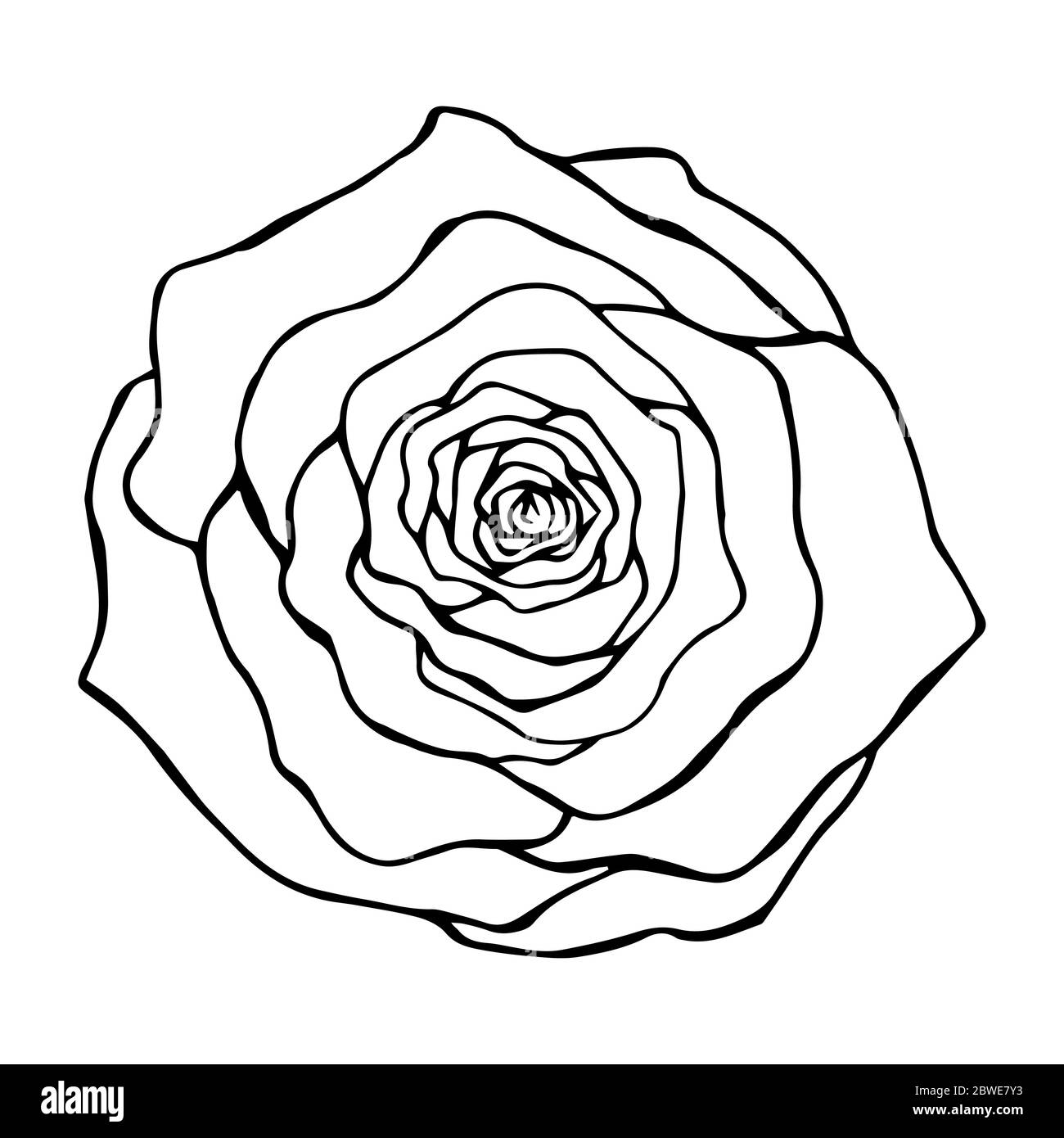 Rose flower top view contour drawing in black on a white background  isolated, vector illustration for design and derok, prints, logo, tattoo,  template Stock Vector Image & Art - Alamy