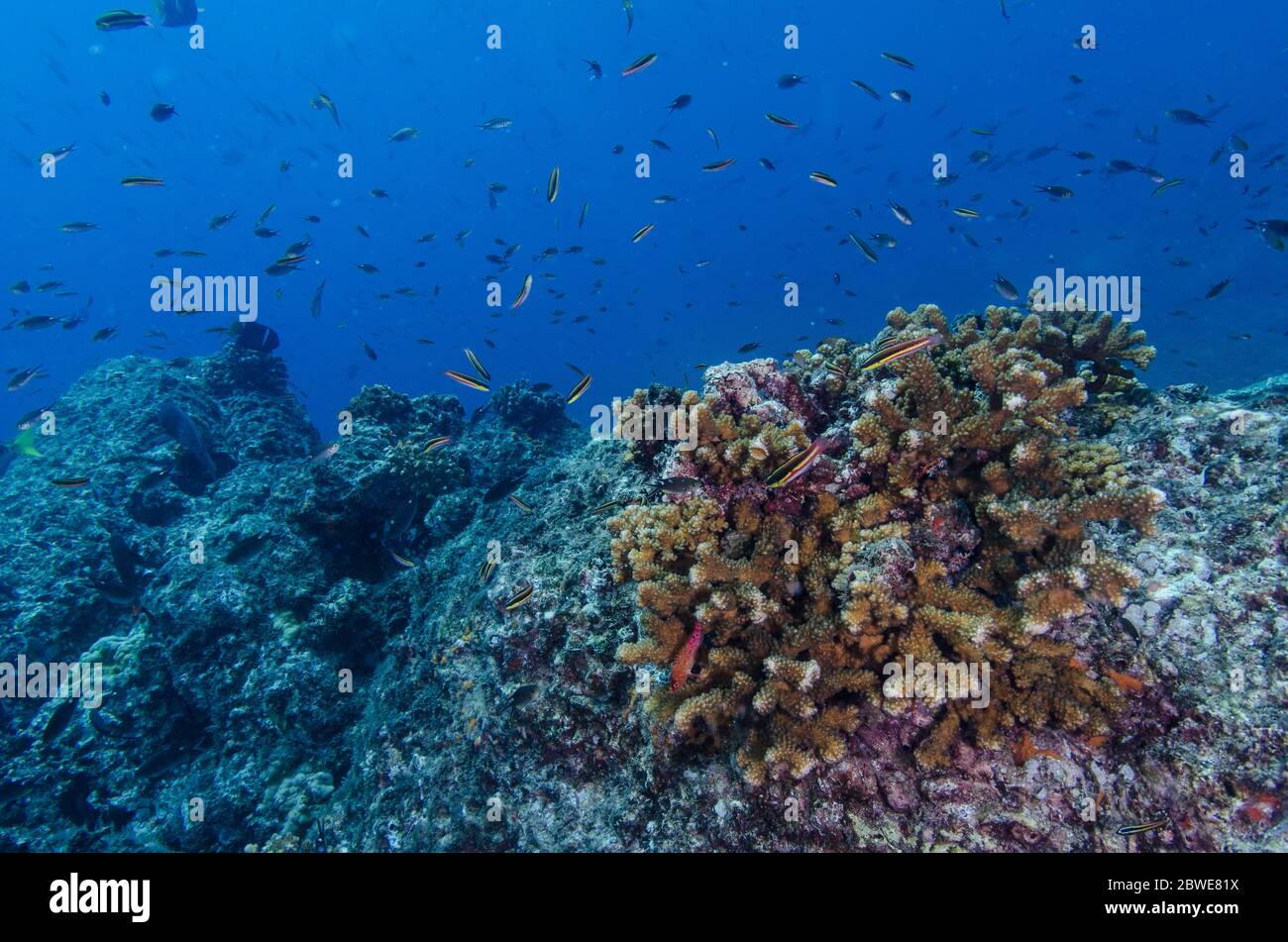 Stony coral, Pocillopora elegans, Pocilloporidae, Coiba National Park, Panama, West Pacific Ocean Stock Photo