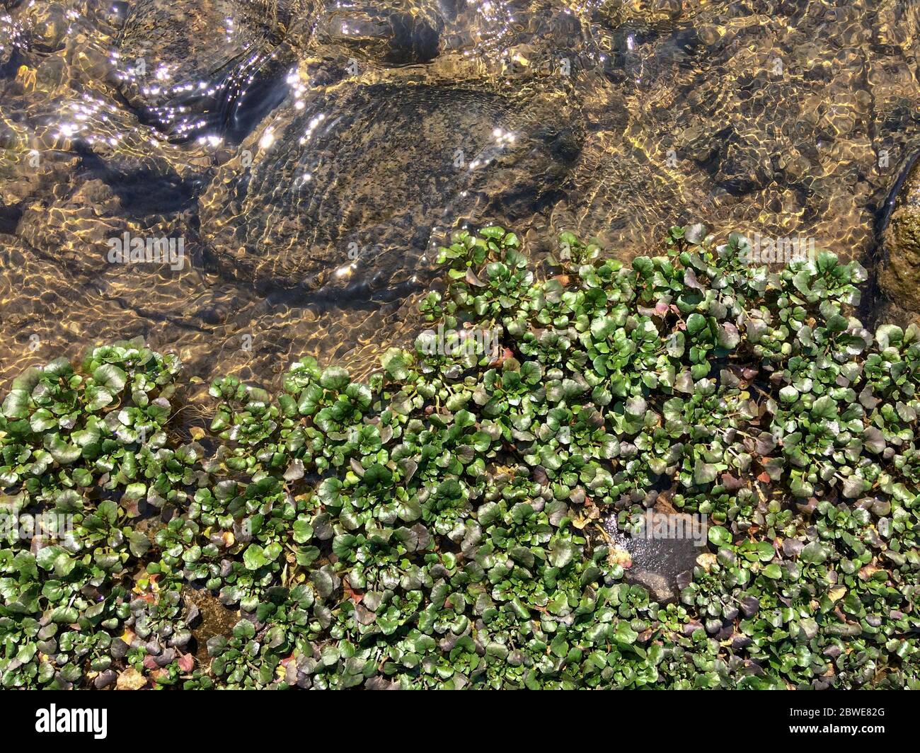 Exotic Aquatic River Rock – Wetplants
