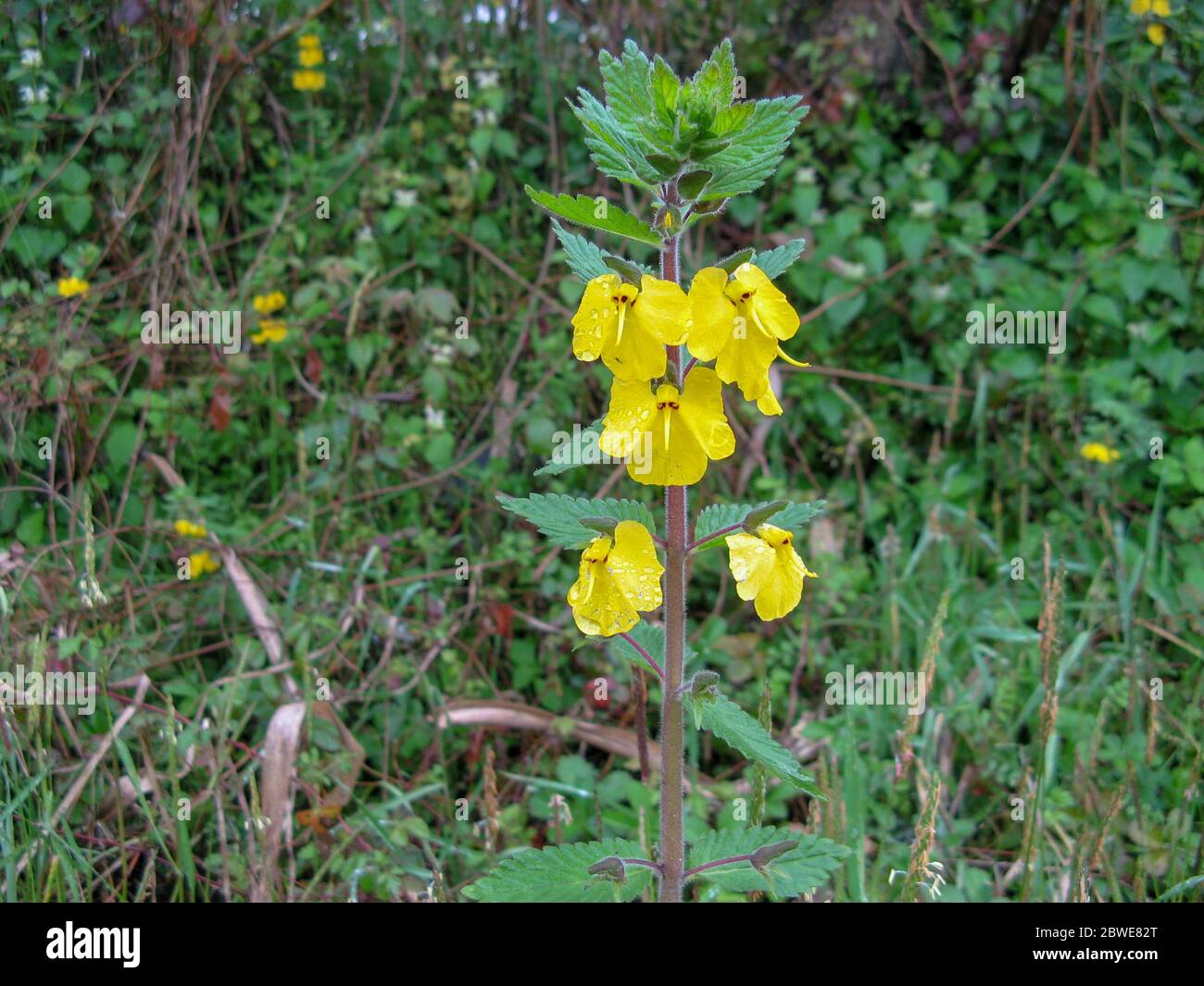 An elephant flower (Rhynchocorys elephas) is a wild yellow flower, That
