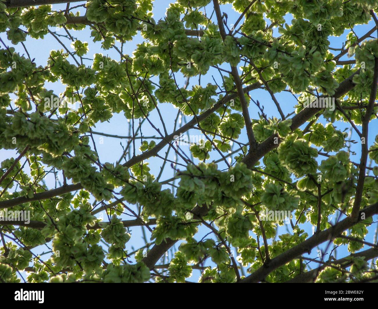 Elm tree seeds on a tree branch in the spring with a blue sky, shoots ...