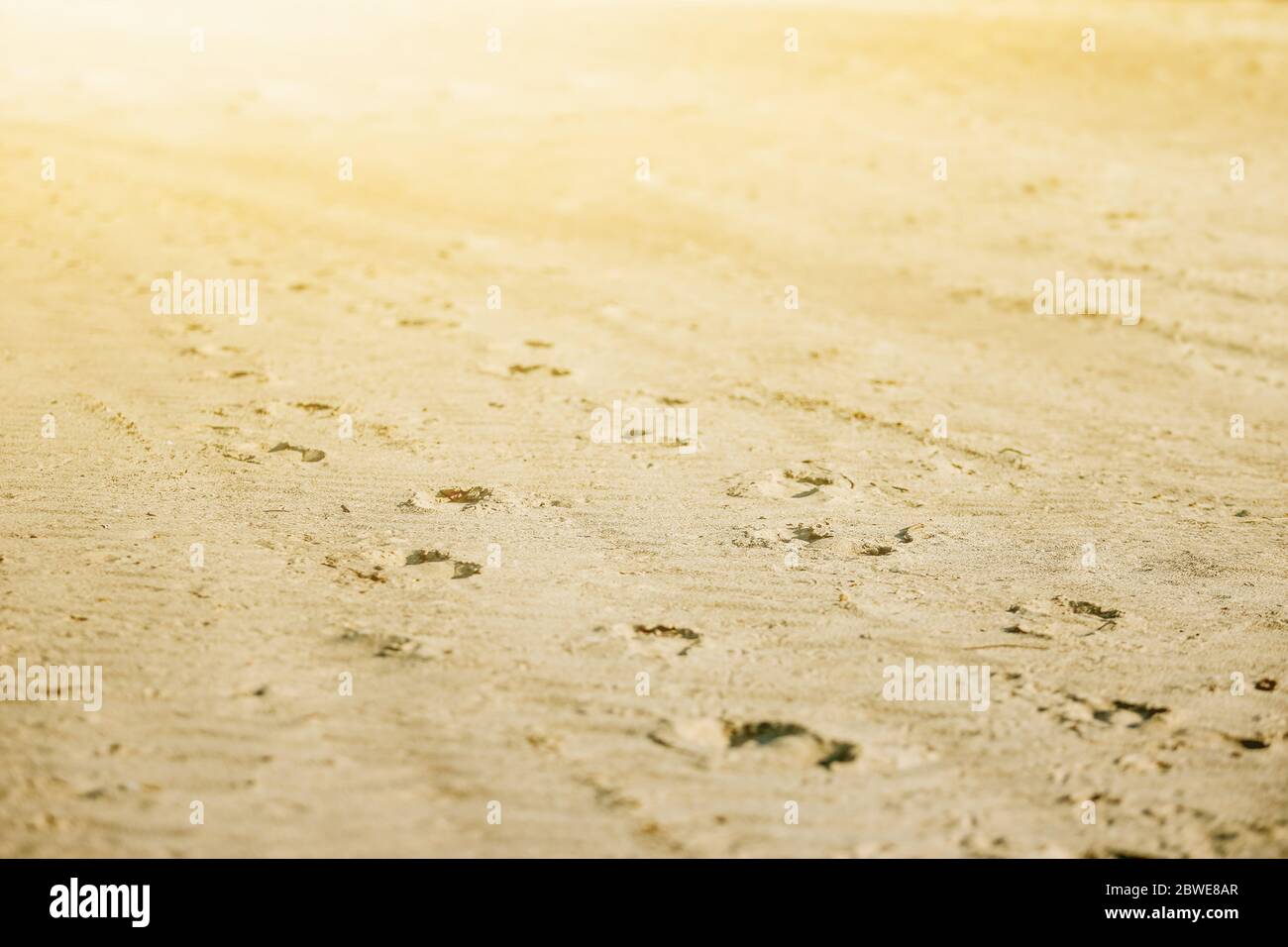 Sand dunes in the desert. Global warming Stock Photo