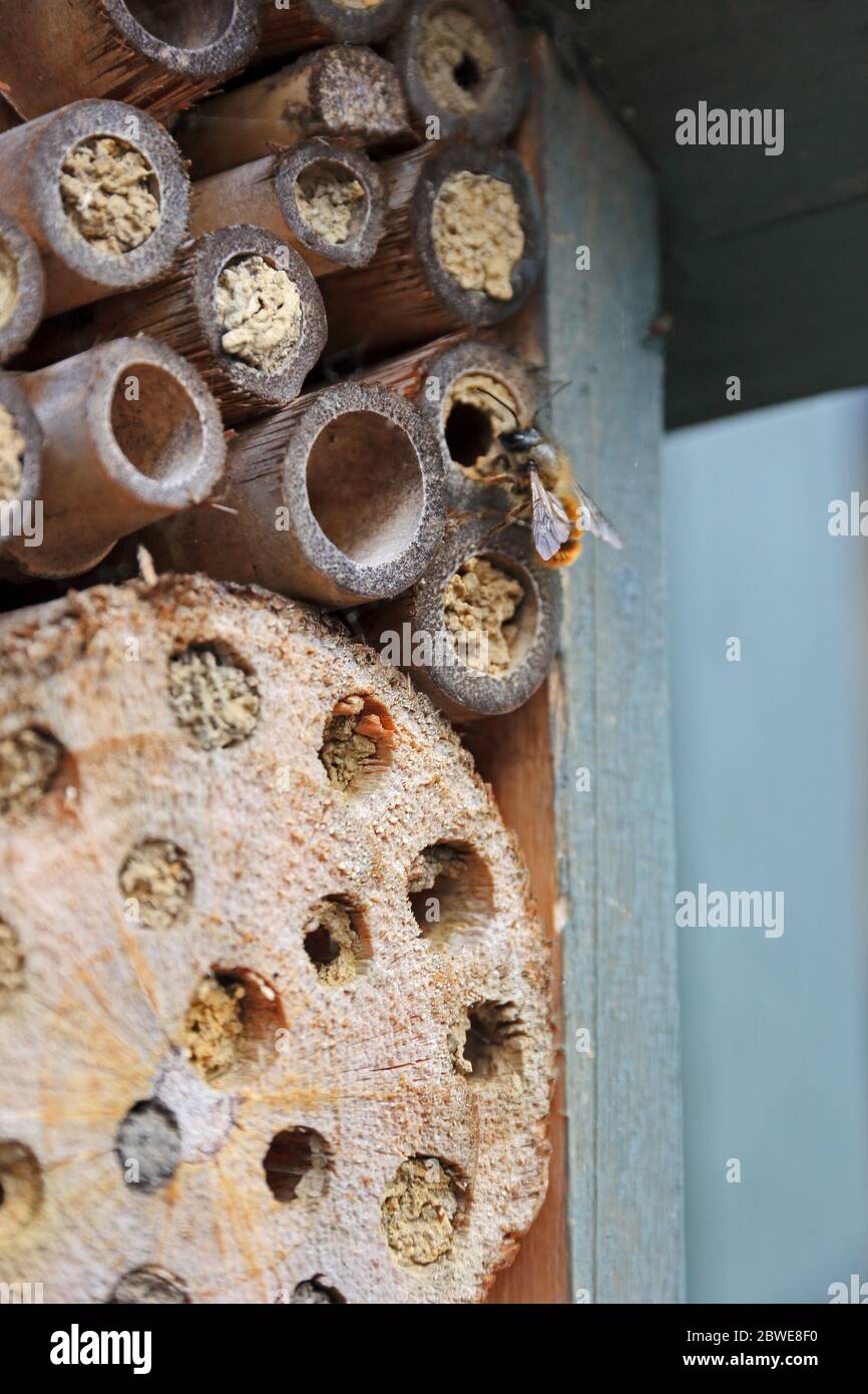 Bee entering hole on tube in Bee hotel, designed for solitary bees. Stock Photo