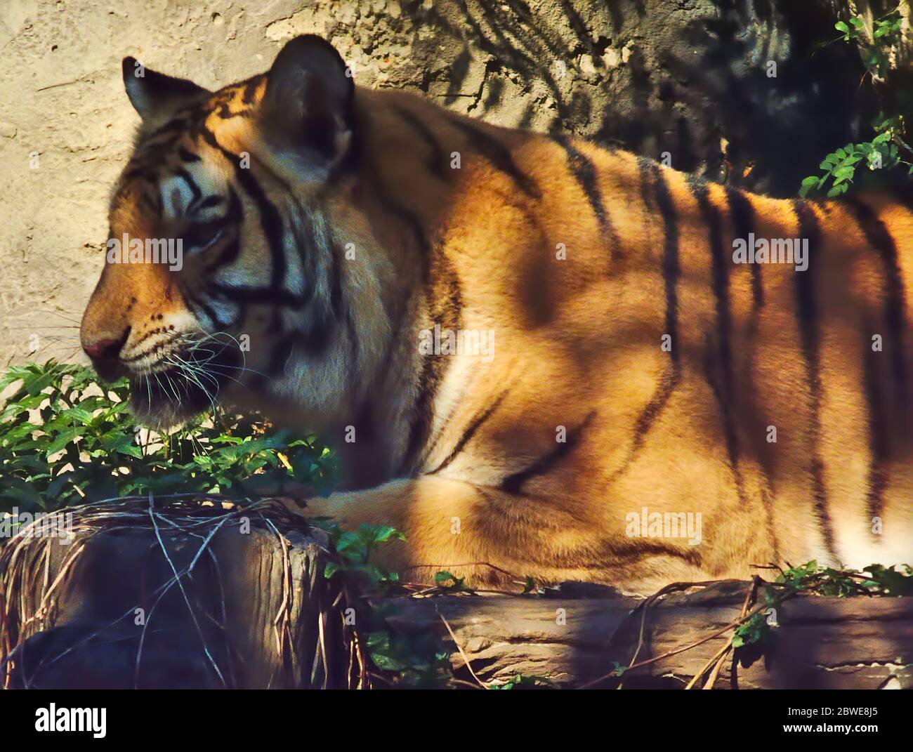 Tiger lying in the shadow of a tree Stock Photo - Alamy