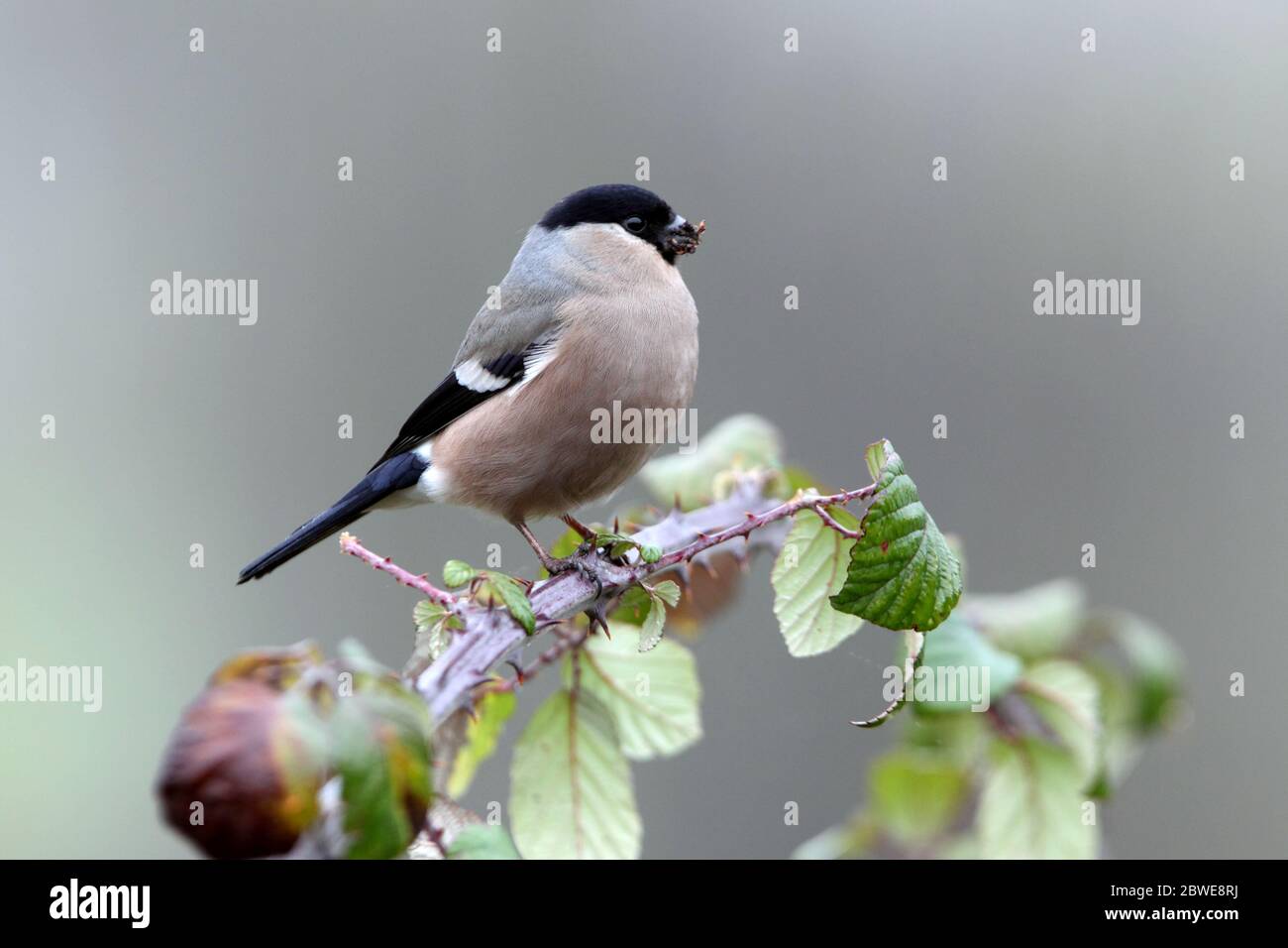 Bearded reedling, birds, Panurus biarmicus Stock Photo - Alamy