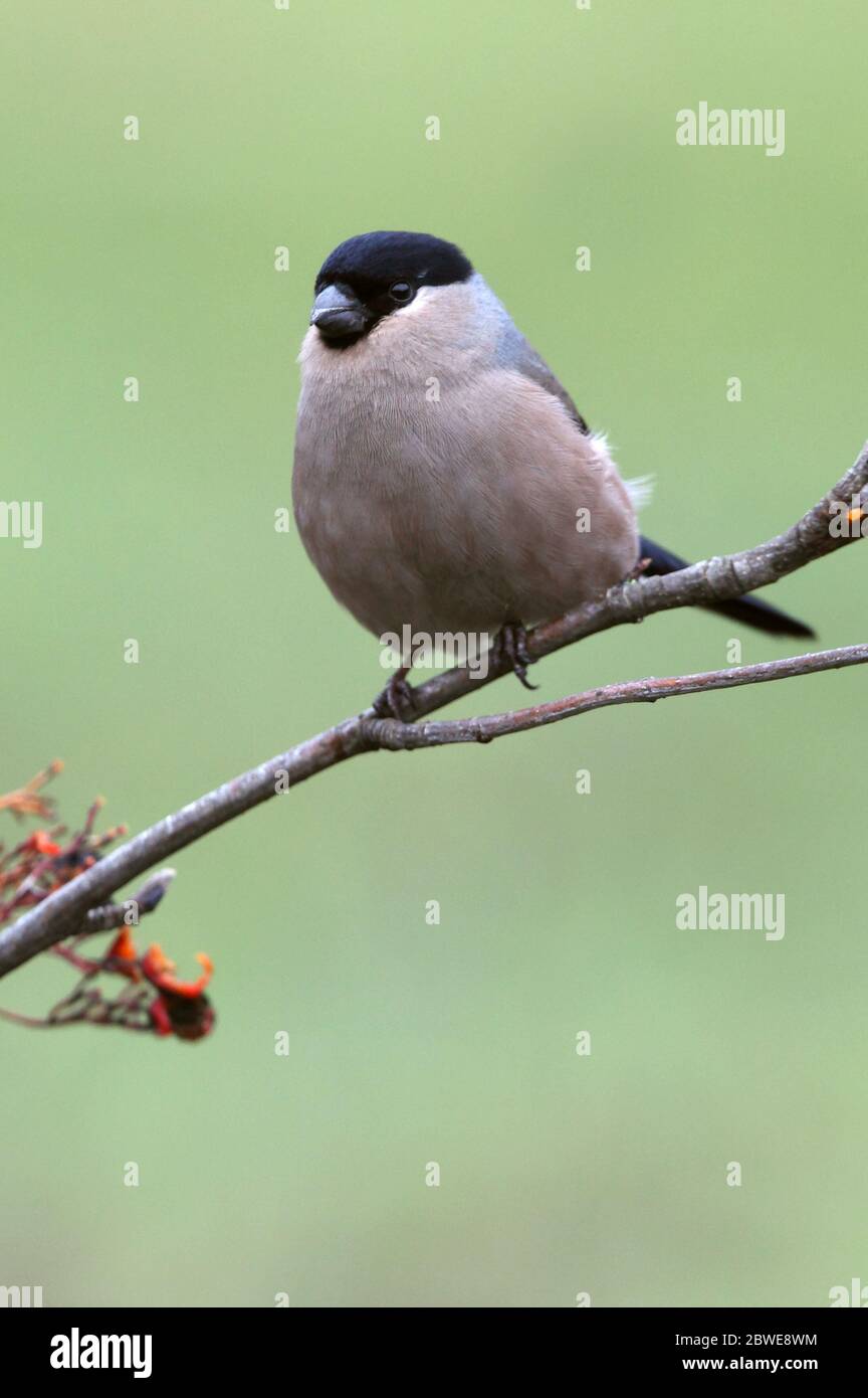 Bearded reedling, birds, Panurus biarmicus Stock Photo - Alamy