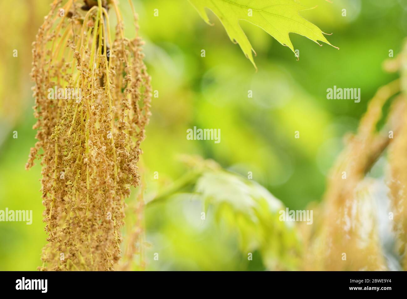 Acer negundo or ash-leaved maple, is a species of maple native. High resolution photo. Selective focus. Stock Photo