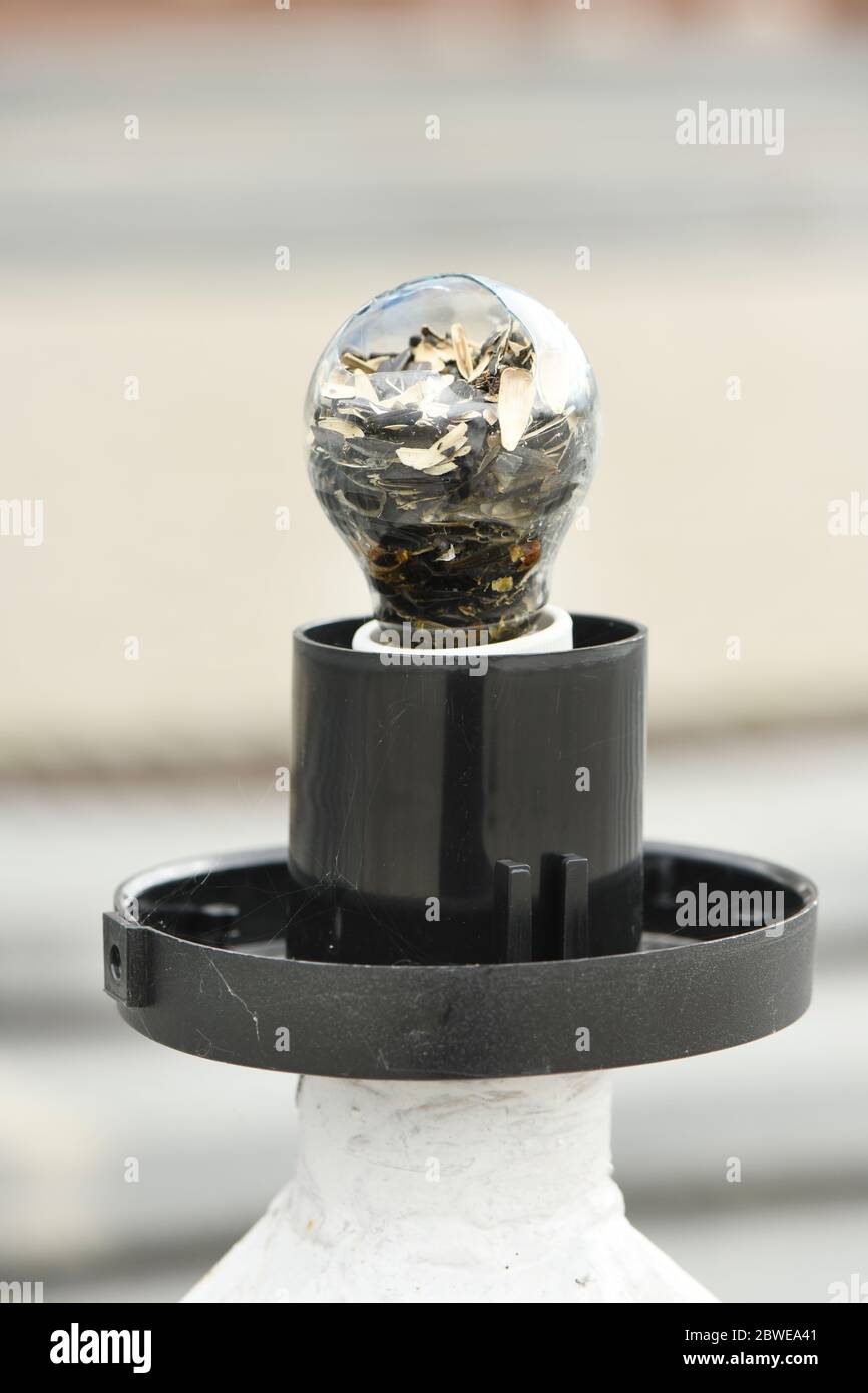 Broken light bulb with husked sunflower seeds. Joke. High resolution