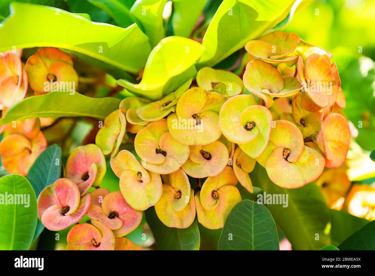 Crown of thorns. Christ Thorn flower blooming with green leaves background in flowerpot at the park. Stock Photo