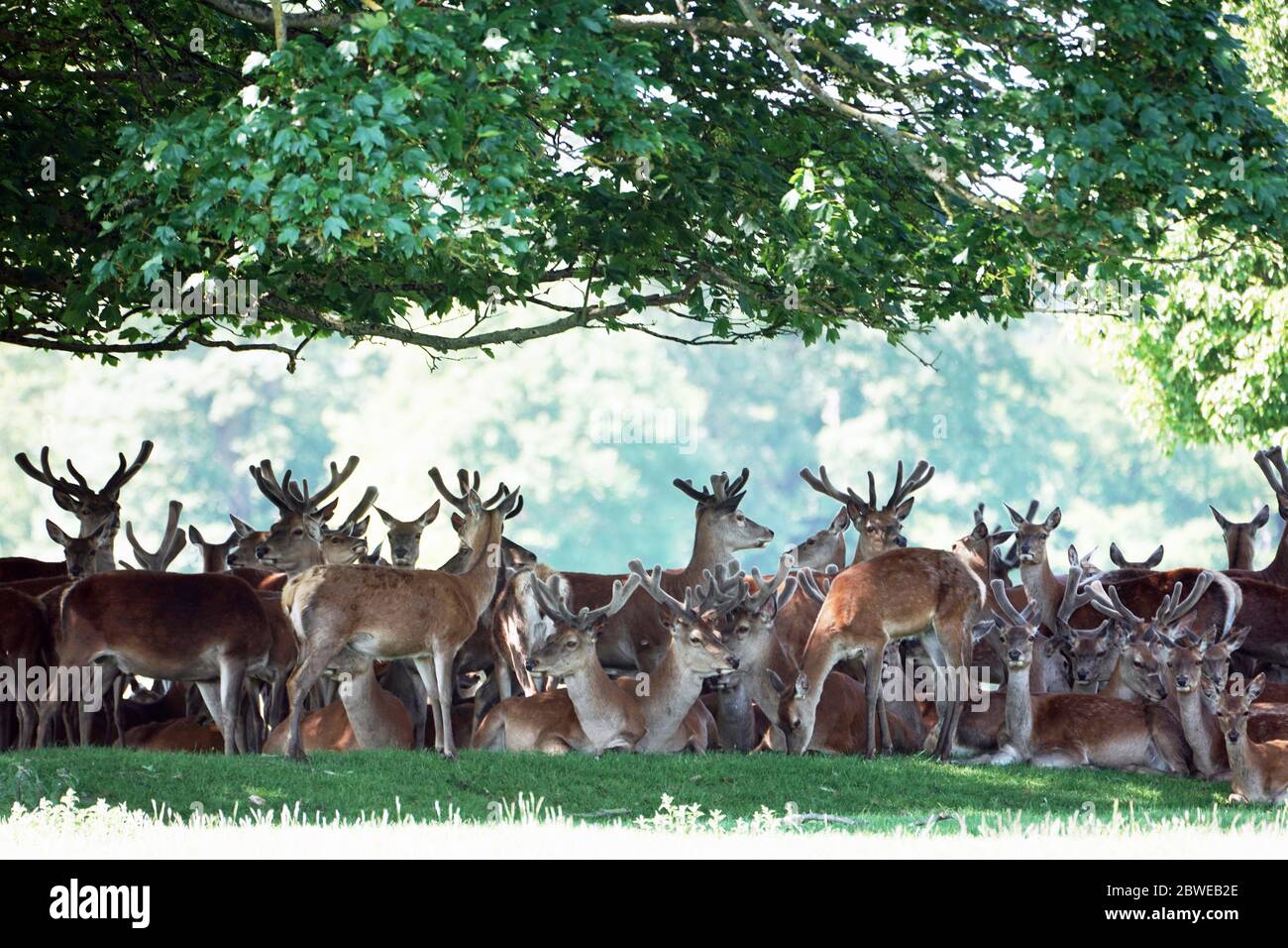 Deer at Raby Castle near Staindrop in County Durham, stay in the shade under trees as the hot weather continues. Stock Photo