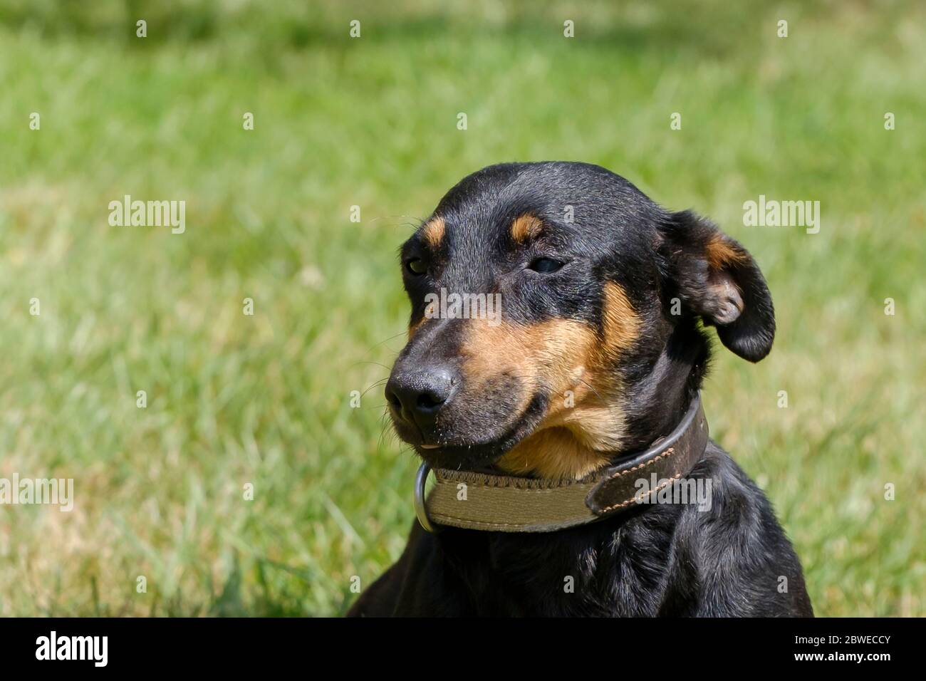 Black and tan jack russell puppies for sale in yorkshire Black and tan jack russell puppies for sale in yorkshire