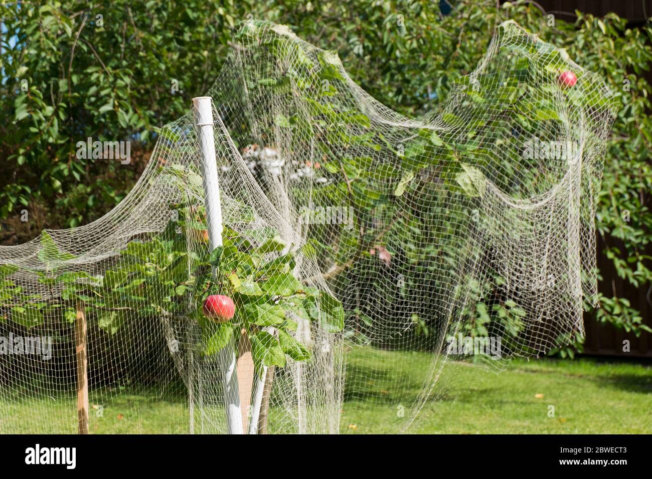 White netting covers a fruit, apple tree from insects, bugs, pests