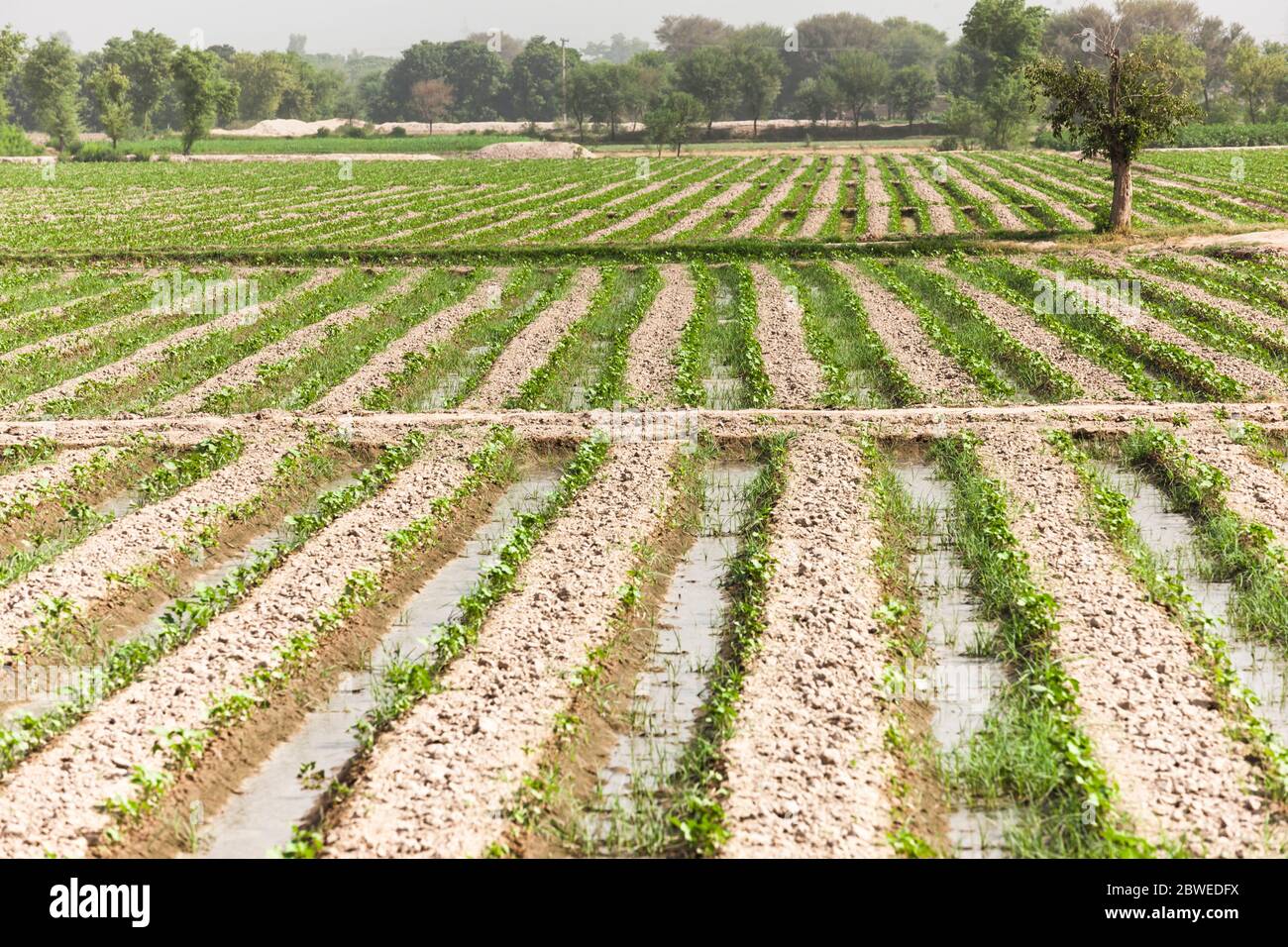 Agricultural field near Multan, Multan, Punjab Province, Pakistan, South Asia, Asia Stock Photo