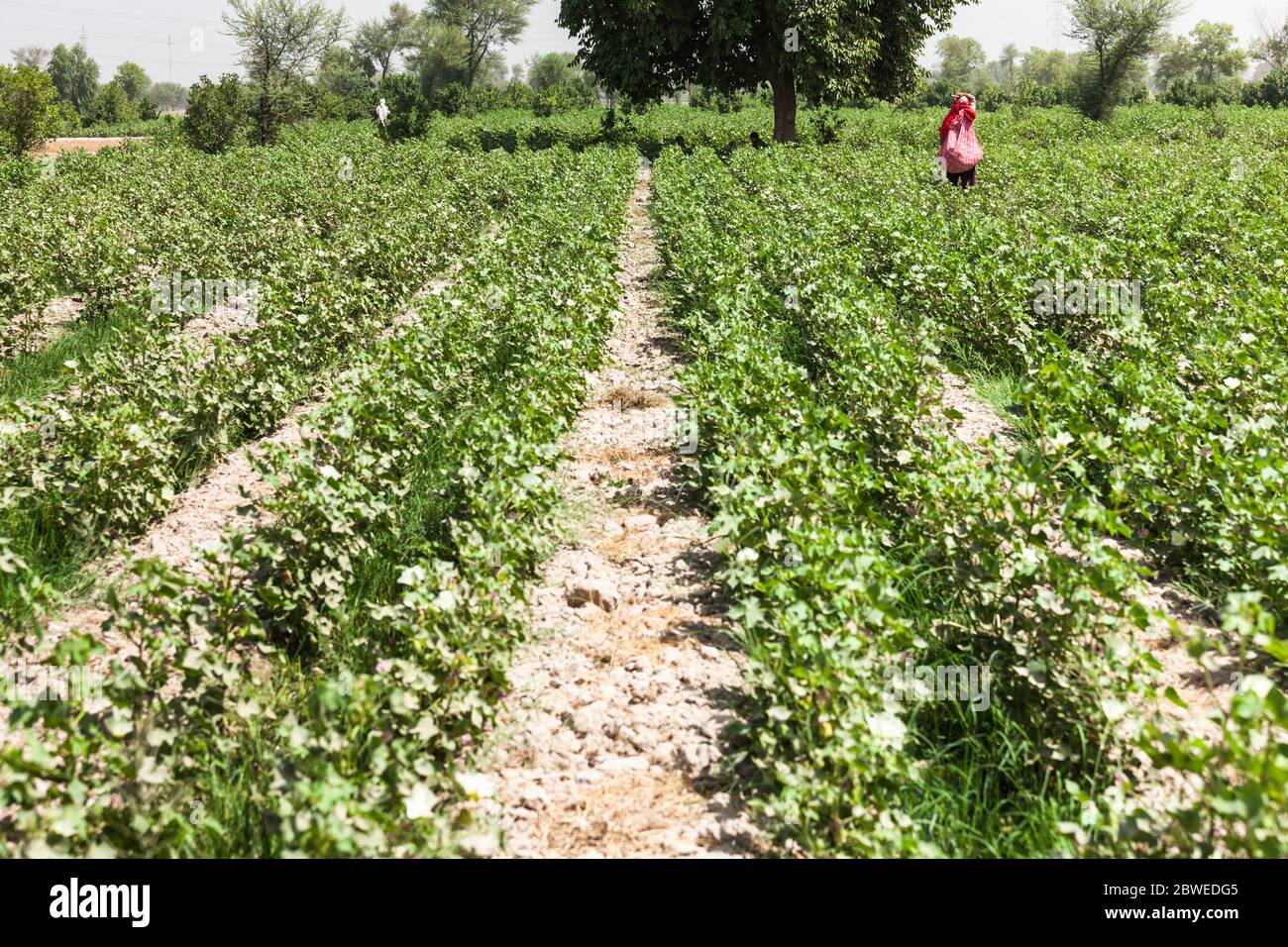 Agricultural field near Multan, Multan, Punjab Province, Pakistan, South Asia, Asia Stock Photo