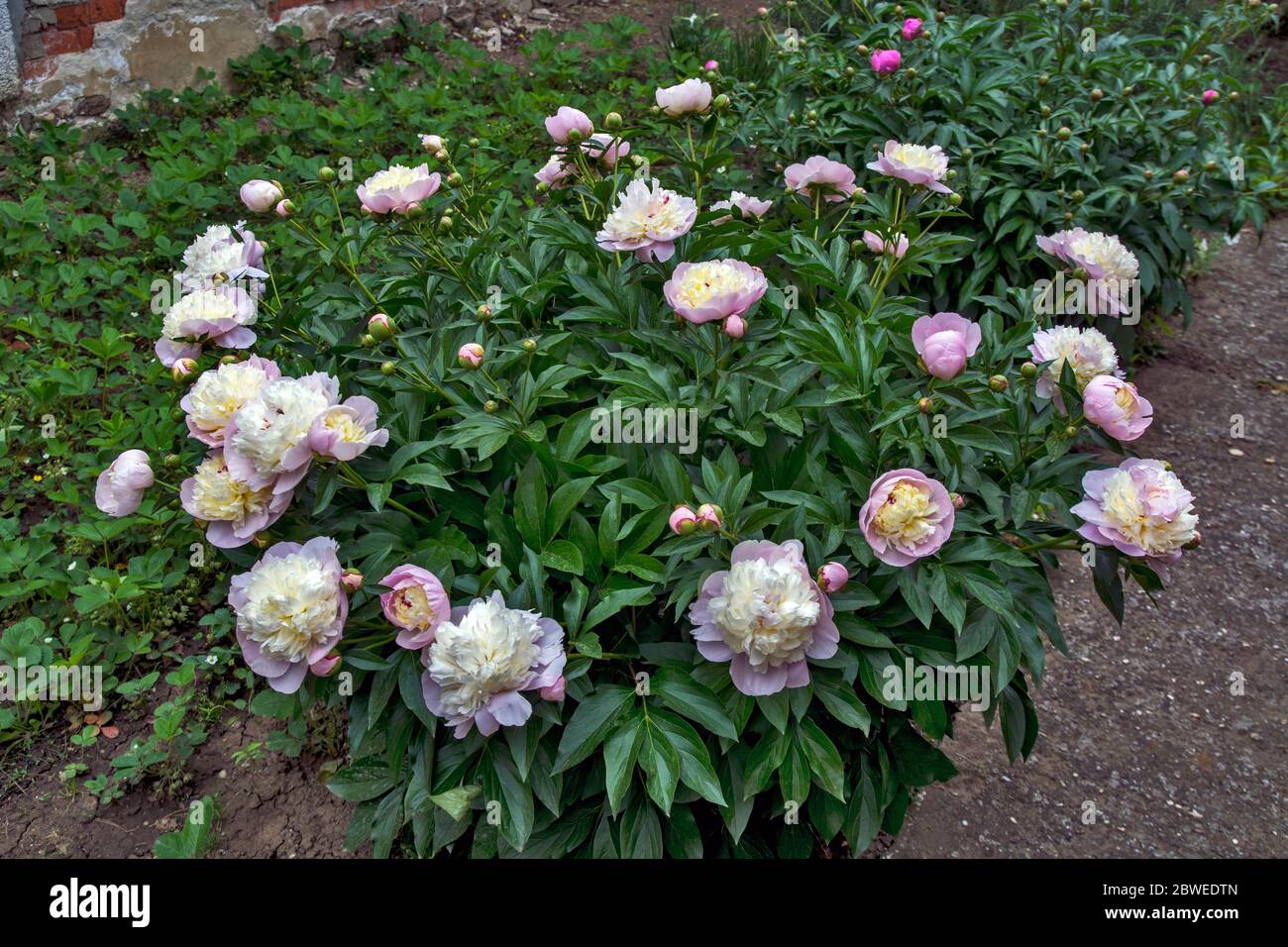 Beautiful groomed bush flowering flowers peony in the garden of the ...