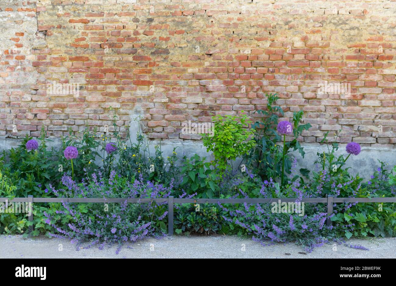 urban gardening with lush purple and violet flowers and a brick wall in the background Stock Photo