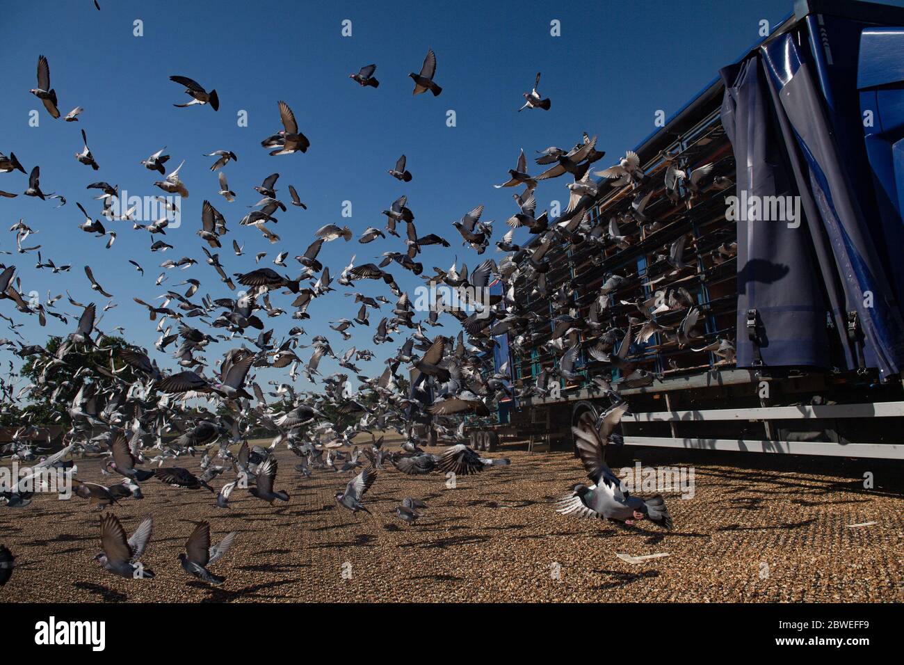 4,465 pigeons belonging to members of the Barnsley Federation of Racing Pigeons are released at Wicksteed Park in Kettering, Northamptonshire, as pigeon racing is the first spectator sport to return following the easing of lockdown restrictions in England. Stock Photo
