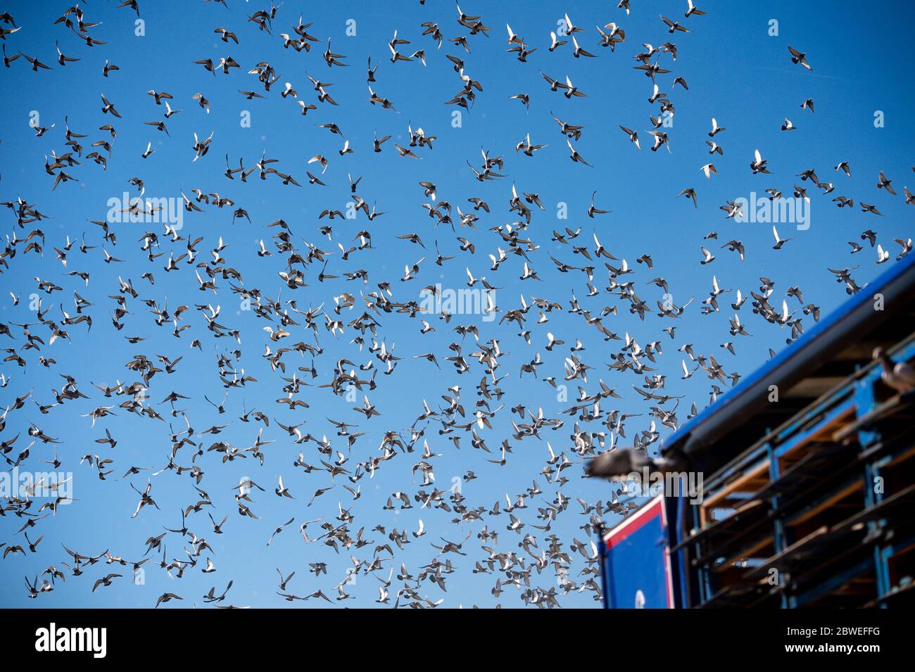 4,465 pigeons belonging to members of the Barnsley Federation of Racing Pigeons are released at Wicksteed Park in Kettering, Northamptonshire, as pigeon racing is the first spectator sport to return following the easing of lockdown restrictions in England. Stock Photo