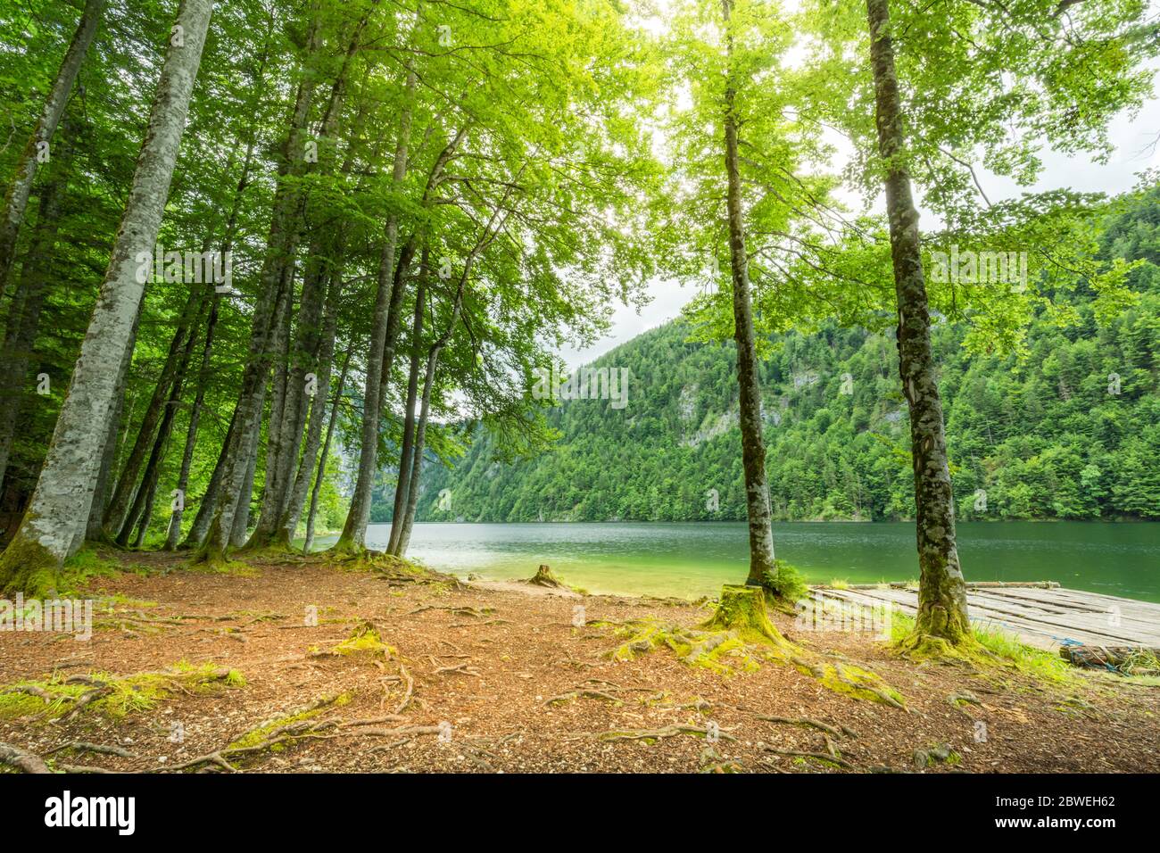 Green Trees In The Foreground And Turquoise Water Surface In The