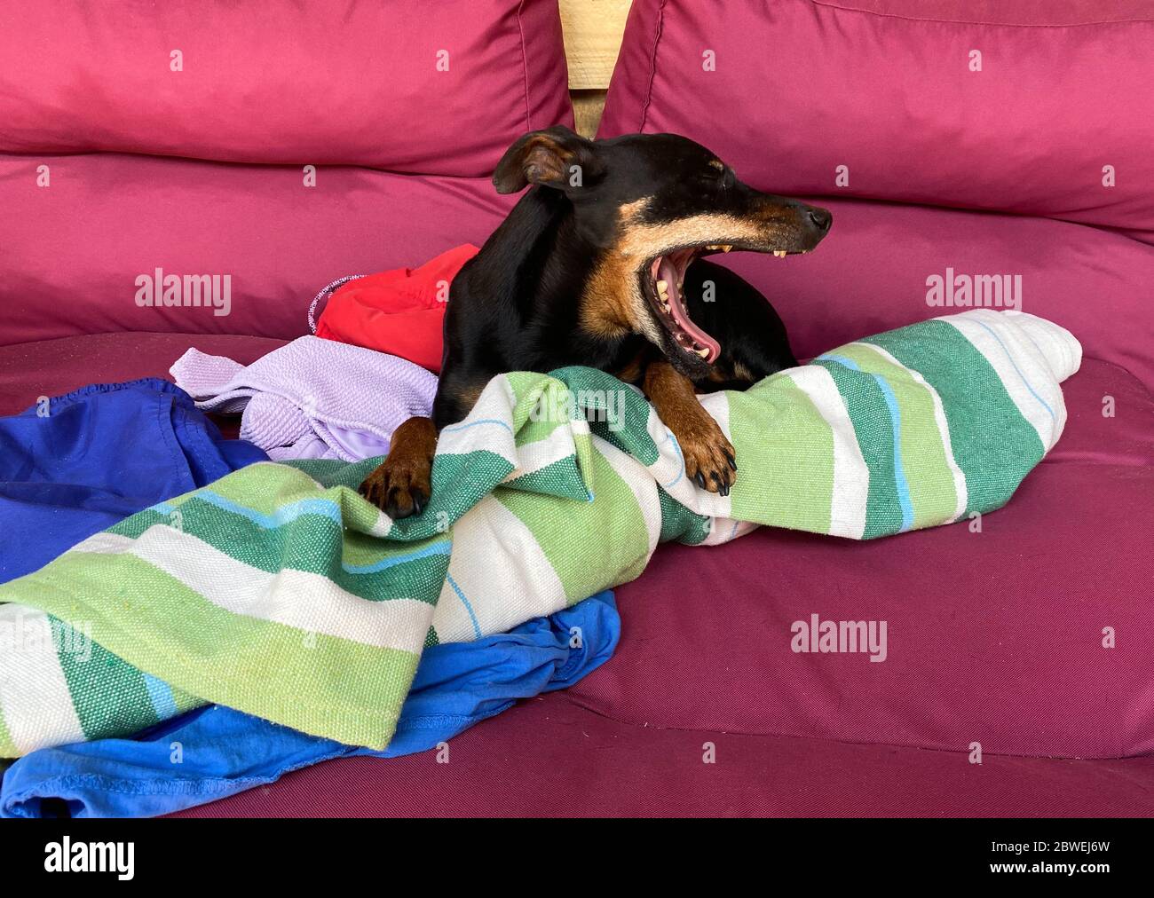 Doberman pincher hires stock photography and images Alamy