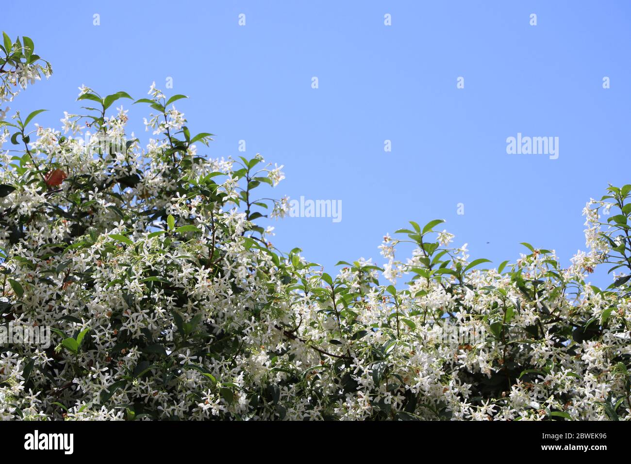 Jasmine flowered wall Stock Photo Alamy