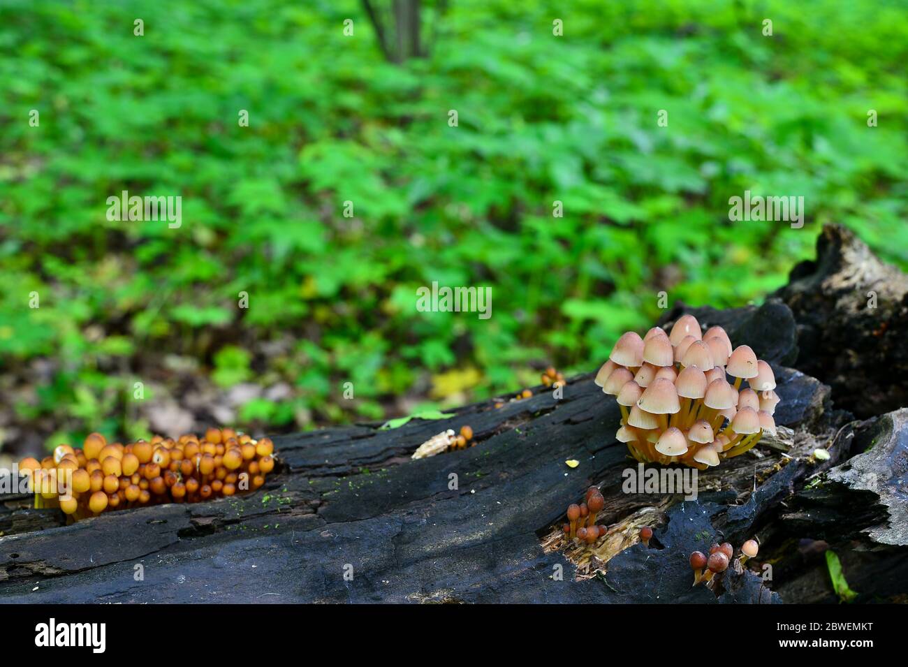 Different types of mushrooms grow in families on one old fallen log in the forest. Natural background. Stock Photo