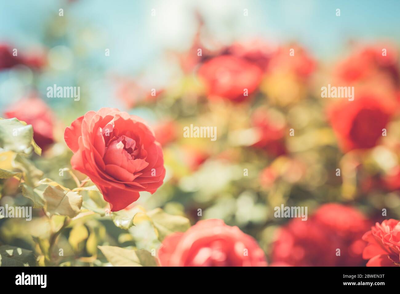 Red rose in the garden. Beautiful garden closeup with roses and blurred floral backdrop Stock Photo