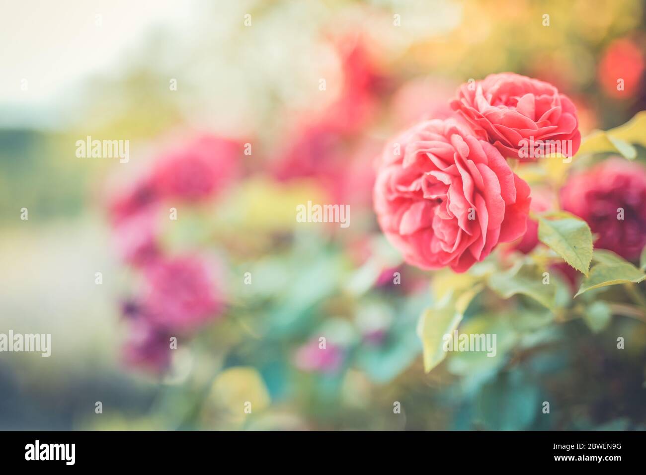 Spring floral wide panoramic banner with fabulous blooming pink rose flowers summer garden on blurred sunny bright. Summer roses sunshine blur nature Stock Photo