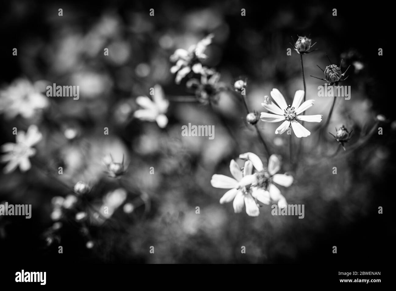 Blooming grass in meadow Black and White Stock Photos & Images - Alamy