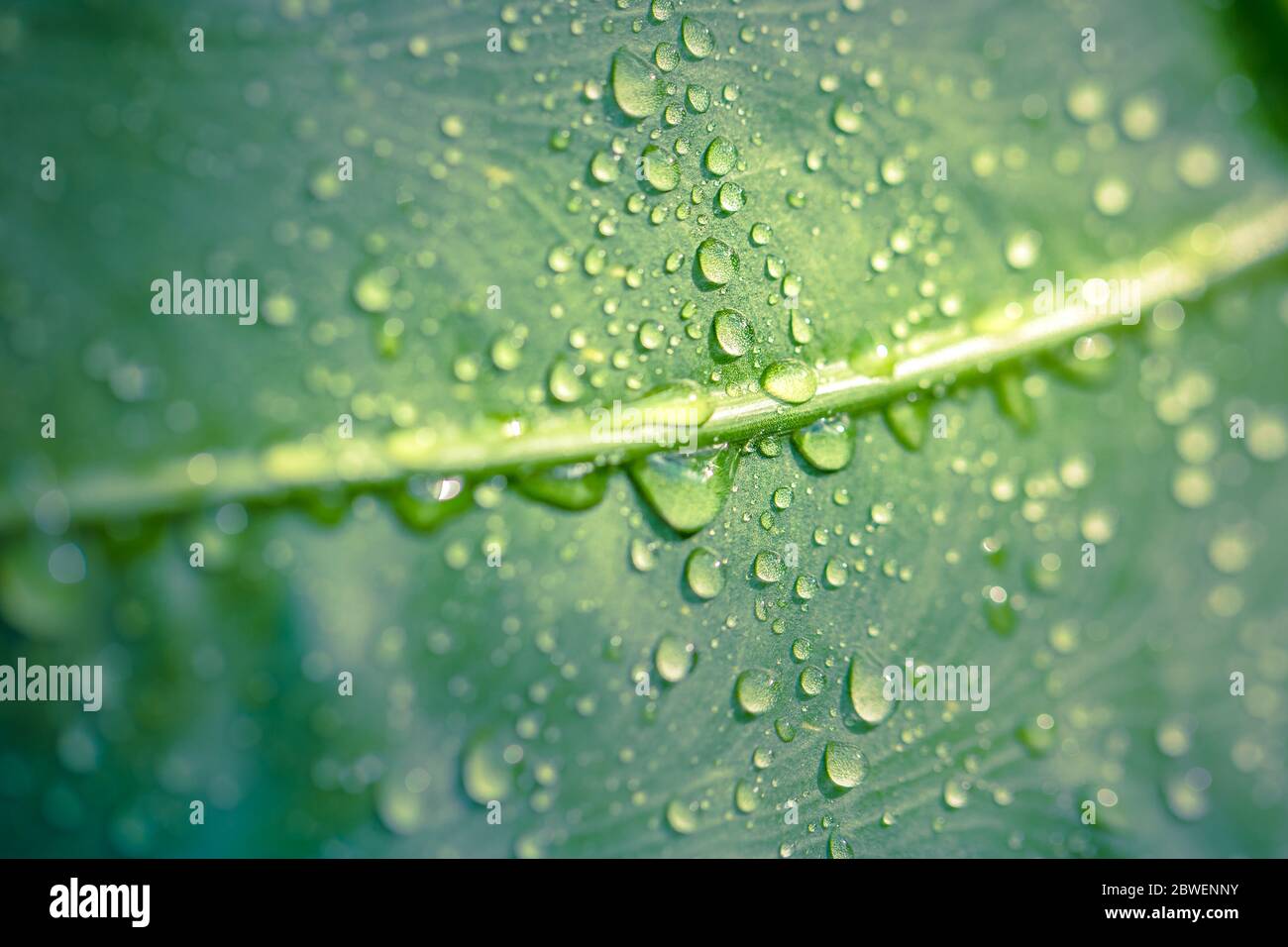 Green leaf with water drops after rain under sunlight. Nature pattern, morning dew drops Stock Photo